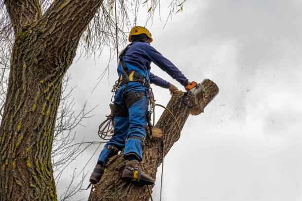 How Our Tree Care Process Works  in  Salem, IN